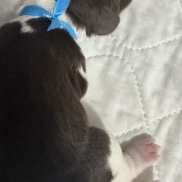 Dark blue collar - Liver white and tan male English Springer Spaniel puppy in Elma, Washington from McCartney Springer’s