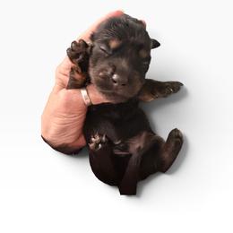 Black and Tan-Cream Male - Black and tan male Dachshund puppy in Medina, Ohio from STORIED DOXIES