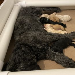 Goldendoodle Puppies from Cottage Companion Doodles