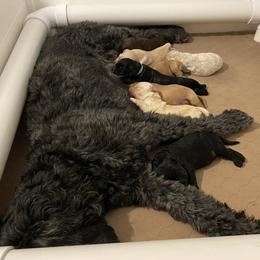 Goldendoodle Puppies from Cottage Companion Doodles