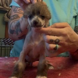 Fizz - Slate male Chinese Crested puppy in Auburn, Kansas from TopBrass Kennels