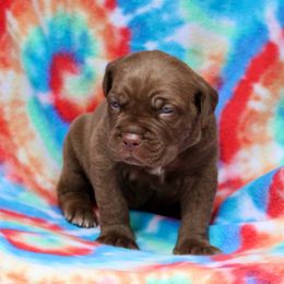 Krabs - Red male Cane Corso puppy in Lusby, Maryland from Coastal View Kennels