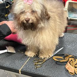 Jacob - Cream male Russian Tsvetnaya Bolonka puppy in Spokane, Washington from Amethyst Kennel