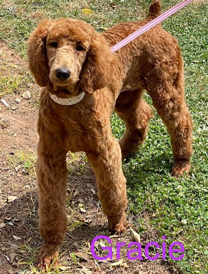 Mountain View Standard Poodles in South Carolina Poodle puppies Good Dog