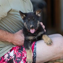 Black and Tan Girl 2 - Black and tan female German Shepherd puppy in Rolling Hills, Wyoming from Wyohaus German Shepherds