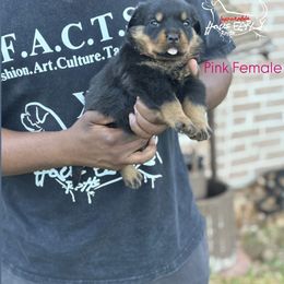 Girl 1 - Black and mahogany female Rottweiler puppy in Humble, Texas from Inexorable Haus Early Rotts
