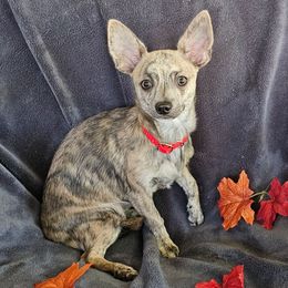 Soldier - Blue brindled fawn male Chihuahua puppy in Lake Placid, Florida from Heartland Chihuahua