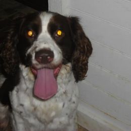 English Springer Spaniel All Grown Up from Sandhill Kennel