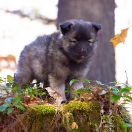 Pomsky Puppies from New World Pomskies