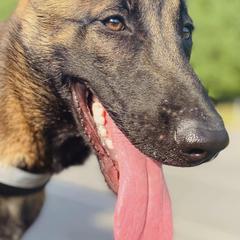 Belgian Malinois from Alalusi's Belgian Malinois