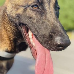 Belgian Malinois from Alalusi's Belgian Malinois