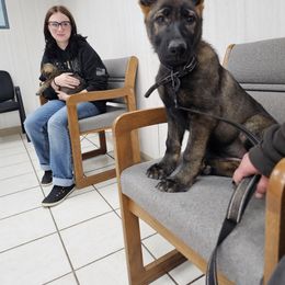German Shepherd Puppies from Von Thomson Haus