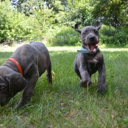 Tyson - Gray male Cane Corso puppy in Princeton, Minnesota from God Of War Cane Corso