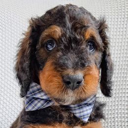 Bernedoodles and Labradoodles from Only Doodles!