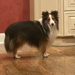 Kodi - Toy Shetland Sheepdog