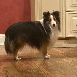 Kodi - Toy Shetland Sheepdog