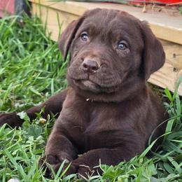 Chocolate male 3 (LIGHT BLUE COLLAR) - Chocolate male Labrador Retriever puppy in Clayton, Washington from Full House Ranch Labradors