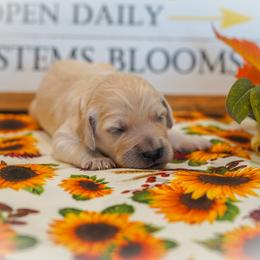 Goldendoodle Puppies from YL Goldendoodles