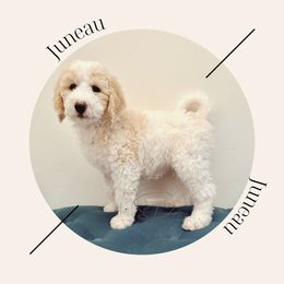 "Available - Female " Bernedoodle Puppies from Sunridge Doodles