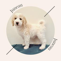 "Available - Female " Bernedoodle Puppies from Sunridge Doodles
