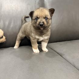 Foxy - Wolf sable female Pomsky puppy in Doon, Iowa from Luxury Pomsky