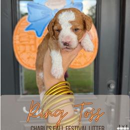 Ring Toss - Apricot male Goldendoodle puppy in Nacogdoches, Texas from Designer Doodles