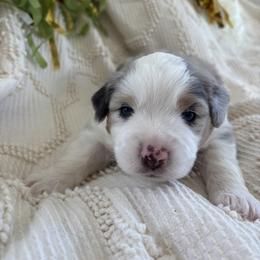 Val - Blue merle male Miniature American Shepherd puppy in Henrietta, New York from Morning Glory Minis