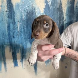 Apple Pie - Piebald male Dachshund puppy in Bremen, Georgia from Jones Royal Kennels
