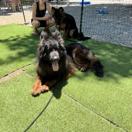 German Shepherd Puppies from Von Gonzalez Kennel