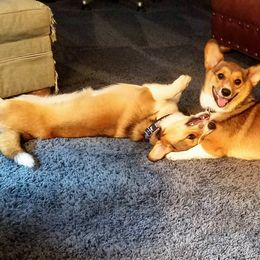 Pembroke Welsh Corgis from Pembroke Tails