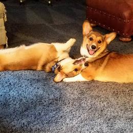 Pembroke Welsh Corgis from Pembroke Tails