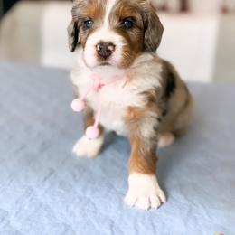 Aussiedoodle, Bernedoodle, Goldendoodle, and Poodle Puppies from Teddy Doodles & Standard Poodles