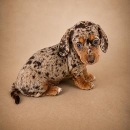 Zoe - Dapple female Dachshund puppy in Boston, Massachusetts from London’s puppies
