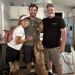 Irish Terrier Puppies from Bua Hills Irish Terriers