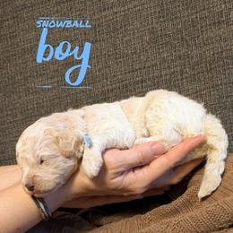 Snowball - Merle male Goldendoodle puppy in Cambridge, Minnesota from Country Meadow Doodles