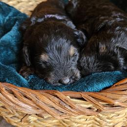 Violet - Phantom female Bernedoodle puppy in Granton, Wisconsin from Rose River Farms