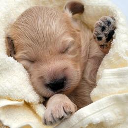 Green - Apricot male Goldendoodle puppy in Byron, Georgia from Southern Olive Doodles 🫒
