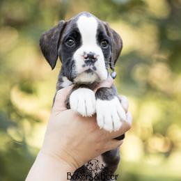 Blue - Brindle male Boxer puppy in Catlett, Virginia from Honey and Coal Kennels