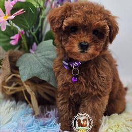 Elsa - Red  female Poodle puppy in Salem, Missouri from Meadowbrook Poodles