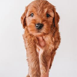 Oak (Silver) - Red  male Goldendoodle puppy in Beaverton, Oregon from Henry Elliots
