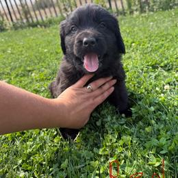 Red- little Ann - Black female Newfoundland puppy in Great Falls, Montana from True North Newfoundlands
