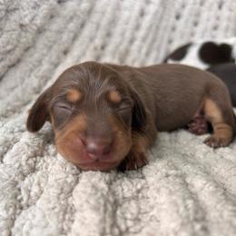 Chocolate And Tan Male 1 - Chocolate and tan male Dachshund puppy in Blackstone, Virginia from Cheyenne's Dachshunds
