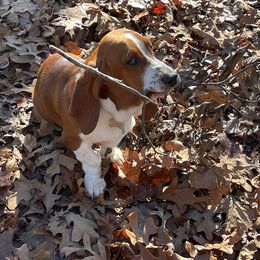 Basset Hounds and German Shorthaired Pointers from Alabama Blood Trackers
