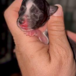 Esther - Black & white female Miniature Australian Shepherd puppy in Arvada, Colorado from Lion and The Lamb Kennel