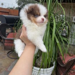 Pomeranian Puppies from Glow Up Pomeranians