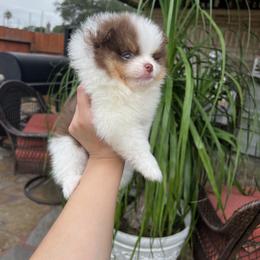 Pomeranian Puppies from Glow Up Pomeranians