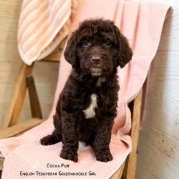 Coco Puff Chocolate English Teddybear - Chocolate female Goldendoodle puppy in Grove, Oklahoma from Guinn Family Farms