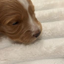 Pecan - Apricot female Goldendoodle puppy in Palmetto Bay, Florida from Simply Pawfect Doodles