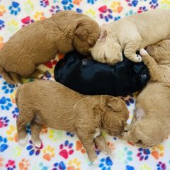 Cavachon puppies from Liberty Pups