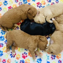Cavachon puppies from Liberty Pups